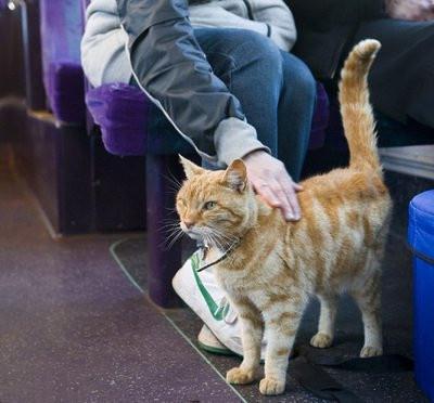 坐火車能讓抱小貓嗎（具體規章介紹）1