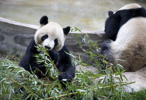 大熊貓生活環境特點