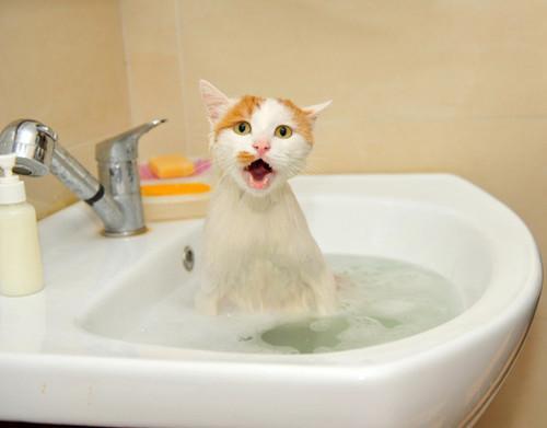 貓咪經常出去多久洗一次澡最合适（貓咪多久洗一次澡最合适呢）2