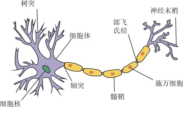 高濃度的神經遞質（體内的信息交流）11