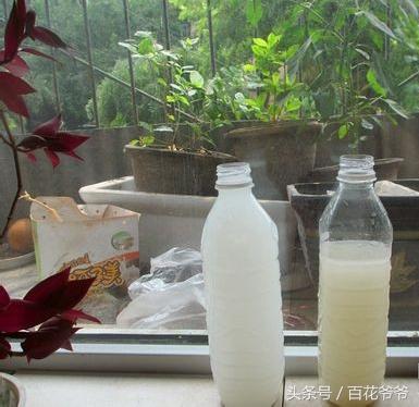 怎樣正确自做發酵淘米水（十年老花匠教你學會讓淘米水快速發酵的方法）2