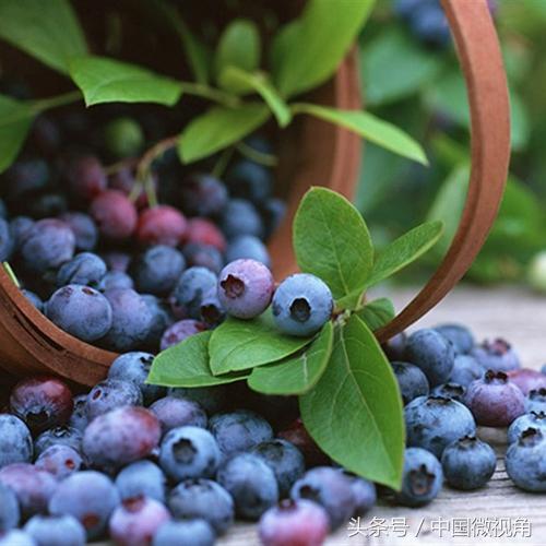 大興安嶺哪裡可以采到野生藍莓（果中珍品----來自大興安嶺的野生藍莓談到藍莓）1