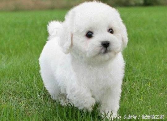 世界上5種最可愛軟萌的犬類（盤點十大小型犬選秀-最可愛的是它）2