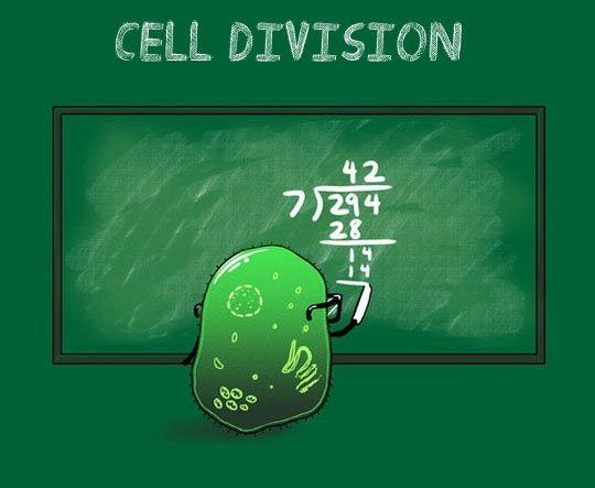 細胞分裂全過程圖解（學生物的奇怪姿勢）16