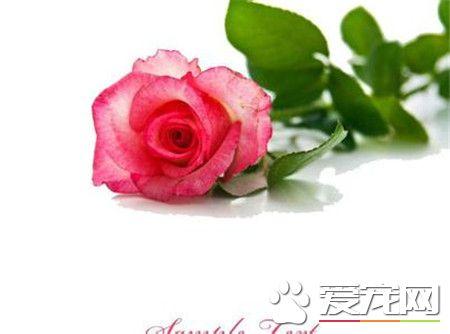 有一種花叫做玫瑰花的花語（玫瑰花的花語是什麼）3