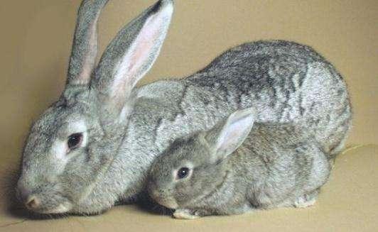 哪種兔子最好養（兔子的種類一共有多少種）14