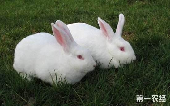 哪種兔子最好養（兔子的種類一共有多少種）11