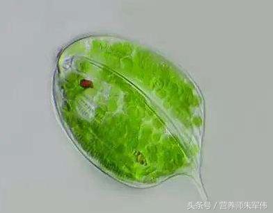 揭秘神奇冬蟲夏草的形成曆程（它是神奇的水中）1