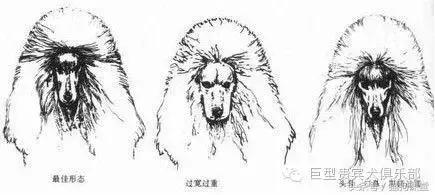 貴賓犬犬種标準體型圖（犬種介紹标準貴賓）9