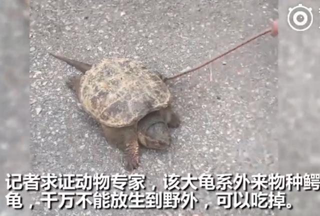 亞洲巨龜壽命能到一百年嗎（竟然是入侵物種）1