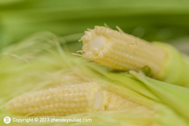 轉基因玉米能不能吃（可以生吃的水果玉米引争議）3