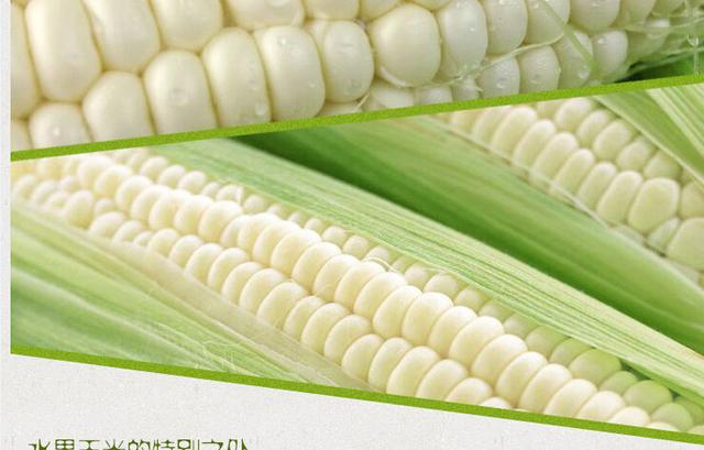 轉基因玉米能不能吃（可以生吃的水果玉米引争議）8