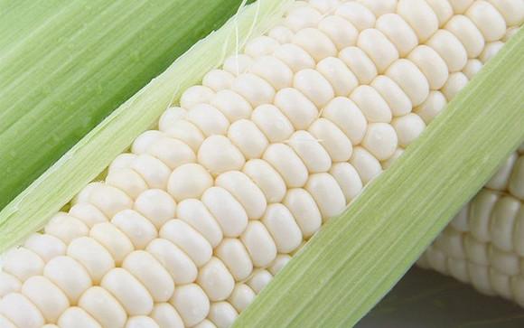 轉基因玉米能不能吃（可以生吃的水果玉米引争議）6