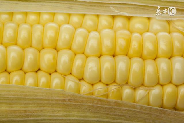 轉基因玉米能不能吃（可以生吃的水果玉米引争議）4