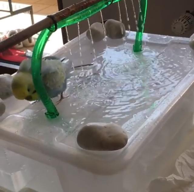 鹦鹉冬天洗澡的正确方法（如此熱的天寵物鹦鹉卻不願意洗澡）2
