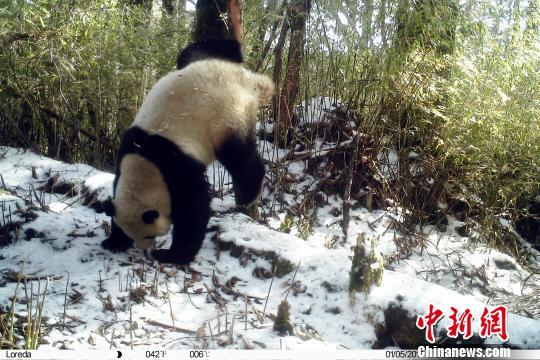 四川卧龍自然保護區白色大熊貓（卧龍自然保護區）2