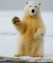北極熊為什麼叫左退（北極熊為什麼是）2