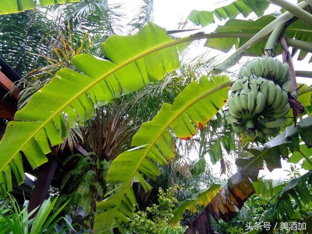 熱帶雨林都有哪些植物大全（這些熱帶雨林裡相親相愛的水果）9