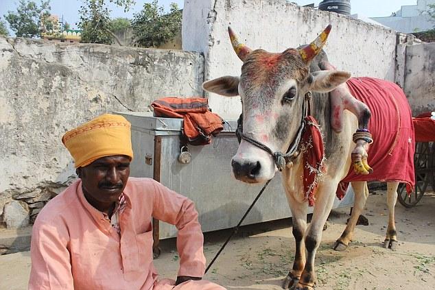 被印度人奉為神的牛（5條腿的牛在印度很受歡迎）2