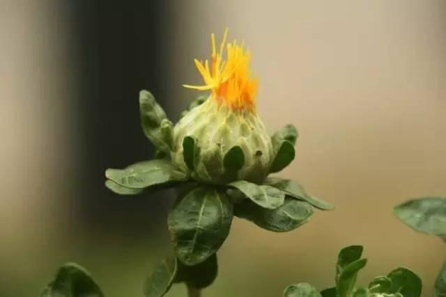 比較容易養的鮮切花（菊科類5種适合懶人）7