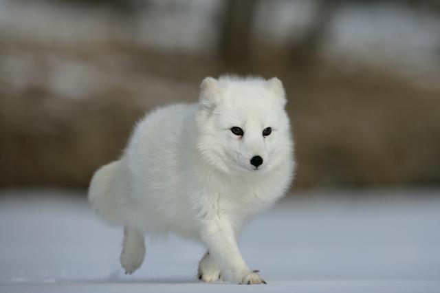 北極狐為什麼怕冷（生活在北極圈的北極狐是如何過冬的）1