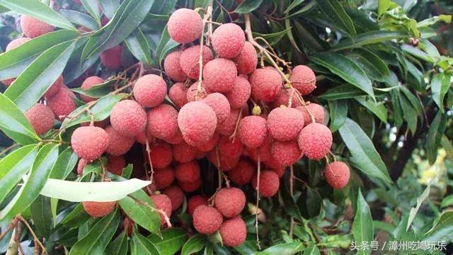 漳州山頭上的果園是什麼水果（這些都上榜了你服不服）10