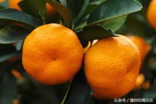 漳州山頭上的果園是什麼水果（這些都上榜了你服不服）8