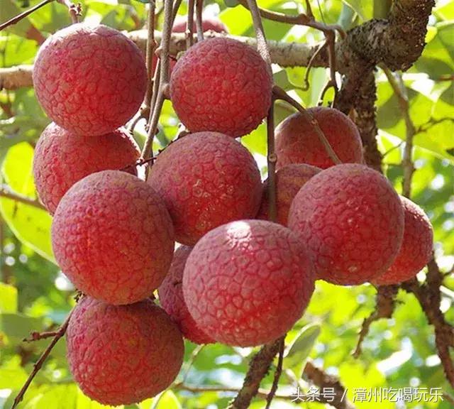 漳州山頭上的果園是什麼水果（這些都上榜了你服不服）11