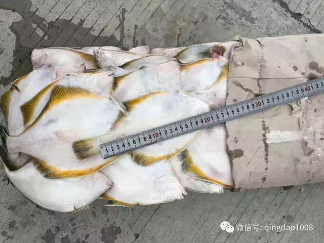 虎斑鲽魚市場價格（阿拉斯加黃金鲽魚）3