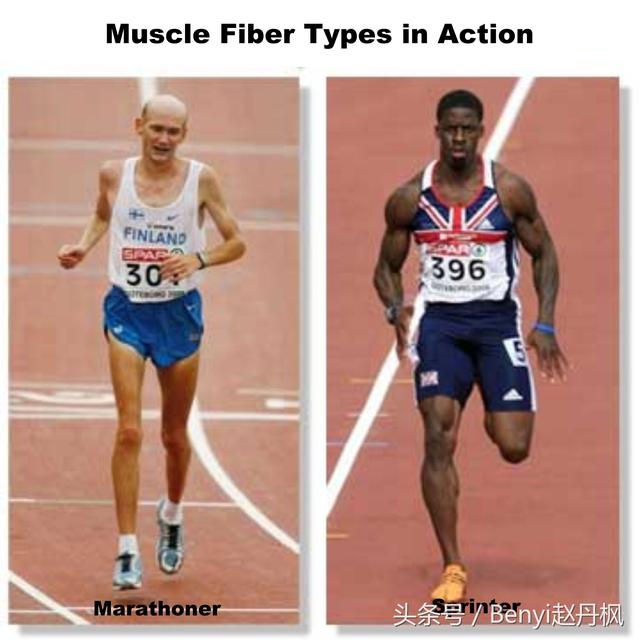 人體肌肉分為幾大肌群（人體不同肌肉的區分肌肉功能不同的分類）8