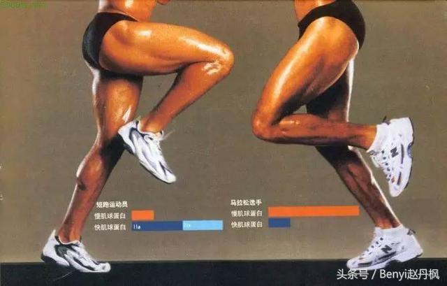 人體肌肉分為幾大肌群（人體不同肌肉的區分肌肉功能不同的分類）11