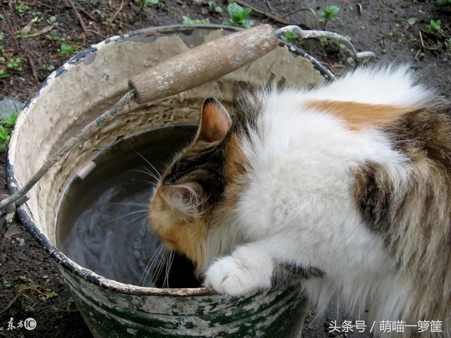 貓咪這幾天不愛喝水了（貓咪不愛喝水怎麼辦）2