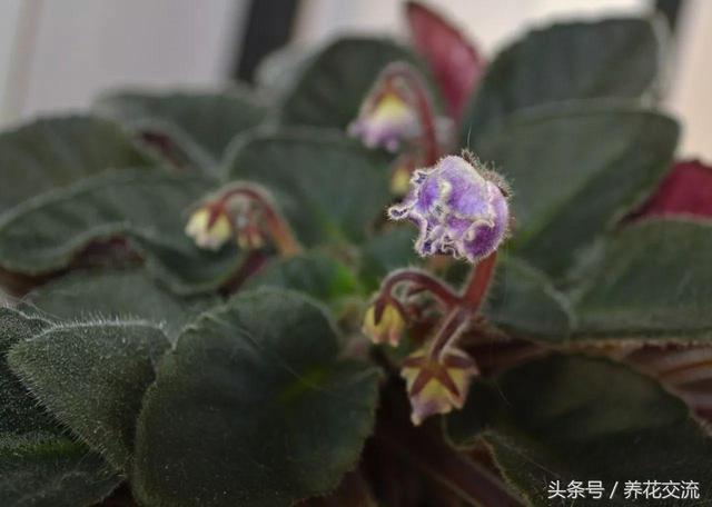 紫羅蘭開花方法（讓非洲紫羅蘭四季365天都能開花的秘訣）4