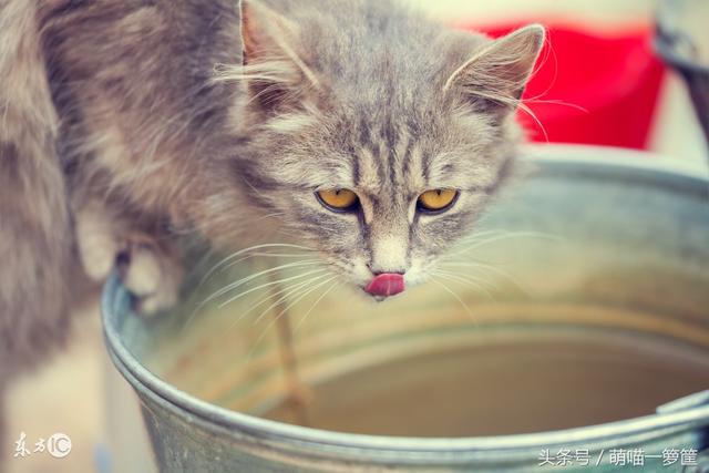 貓咪這幾天不愛喝水了（貓咪不愛喝水怎麼辦）5