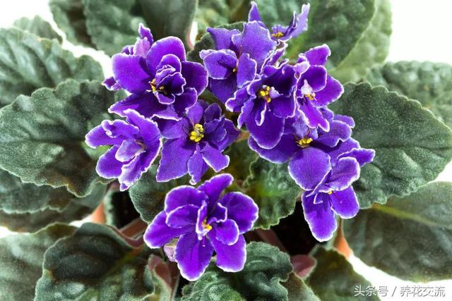紫羅蘭開花方法（讓非洲紫羅蘭四季365天都能開花的秘訣）3
