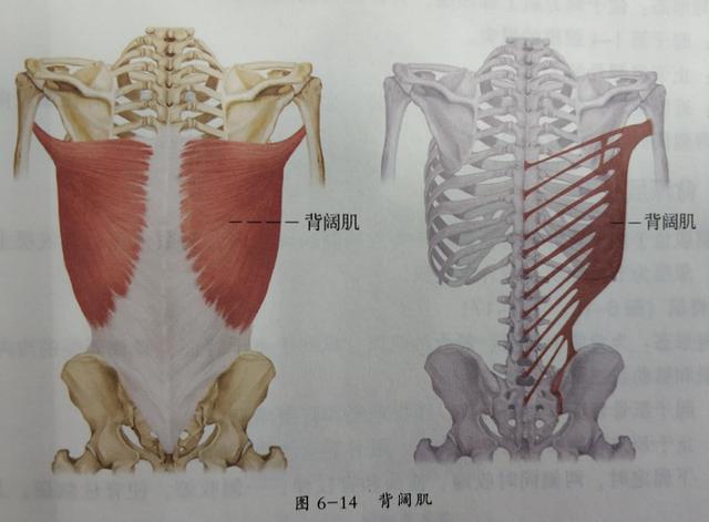 最難練的是背肌（幹貨背肌解剖學）2