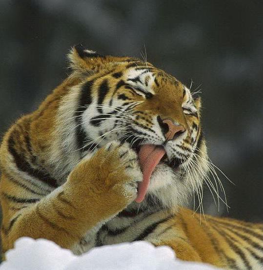 老虎的舌頭上為什麼有倒刺（老虎除了舌頭上有倒刺）3