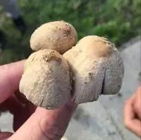 長白山特别有名的蘑菇