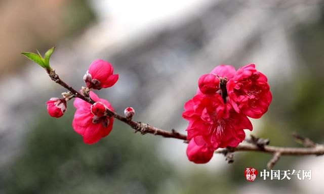 北京陽春三月桃花盛開
