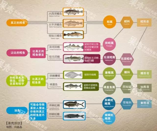 如何分辨真鳕魚和銀鳕魚（漲見識銀鳕魚竟然不是鳕魚）6