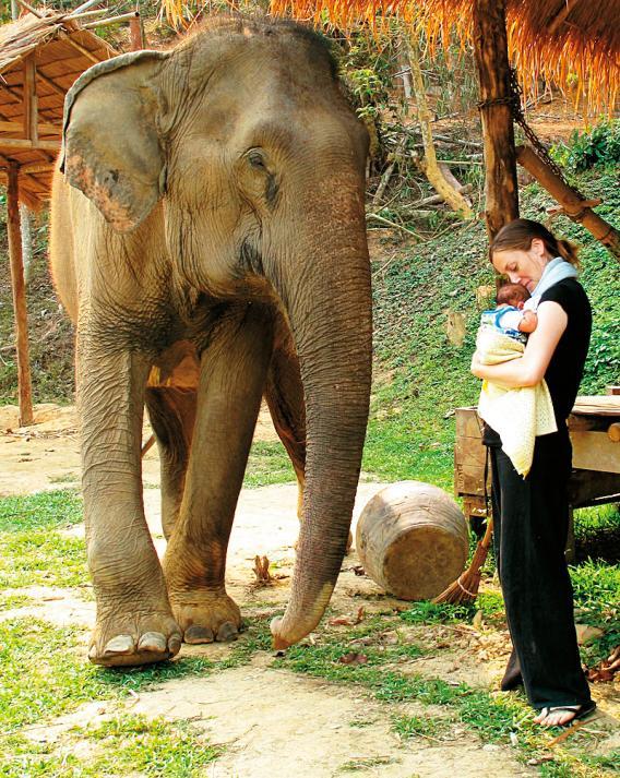 世界上最大的大象吉尼斯（陸地上最偉大的母親---大象懷孕2年才分娩）1