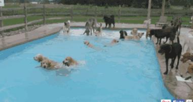 狗狗遊泳的正确打開方式