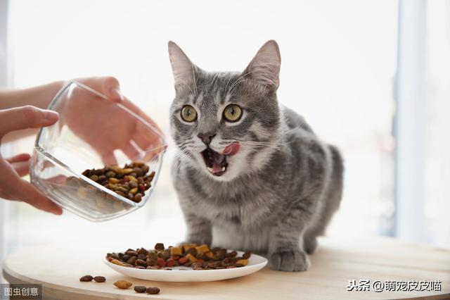 貓吃貓糧拉稀怎麼治（貓吃高蛋白貓糧不耐受）5