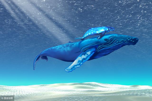 鲸魚為何屬于哺乳類（為什麼鲸魚是哺乳動物）1