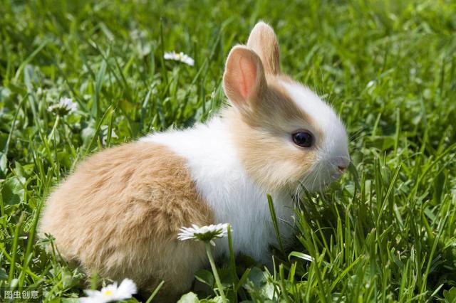 寵物兔怎麼養才會跟你熟（想要讓寵物兔活得久一點）3