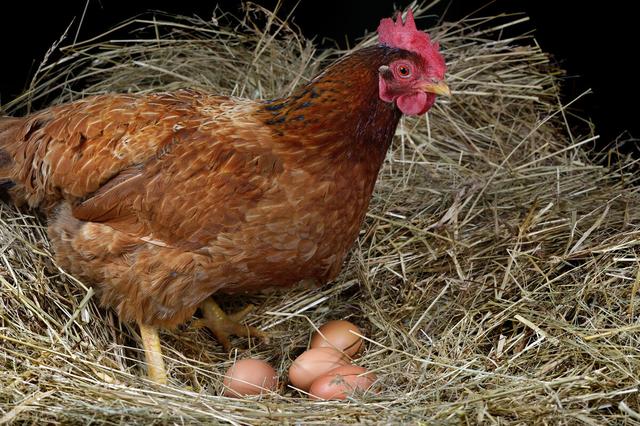 我家的母雞下蛋很少什麼原因（母雞一天不能下一個蛋）2