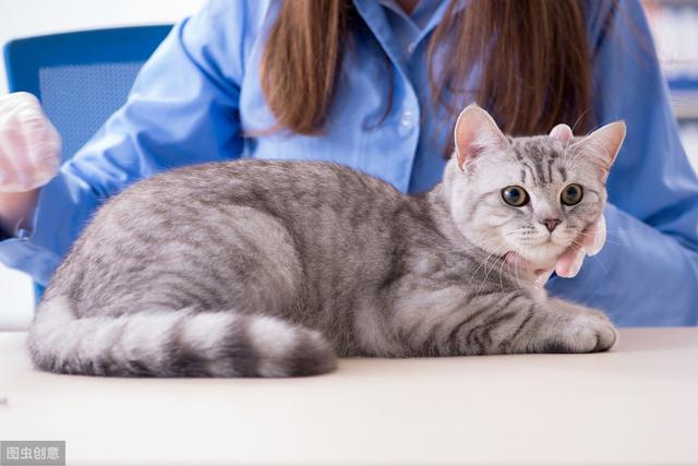 貓咪益生菌一般是喂多久（在給貓咪補充益生菌之前）5