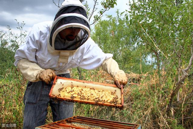 養蜂的基本操作方法（初學者和專業養蜂人各占了一個）2
