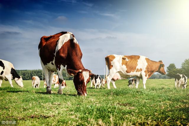 奶牛圍産期常見疾病與防治（奶牛脫毛症的發生）2