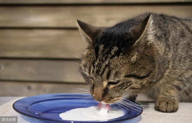 貓咪益生菌一般是喂多久（在給貓咪補充益生菌之前）9